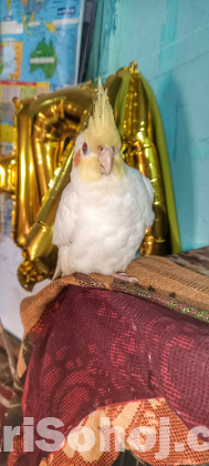 ১ জোড়া কোকাটেল পাখি